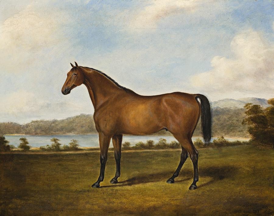 RACEHORSE, SYDNEY, c.1860 | Deutscher and Hackett